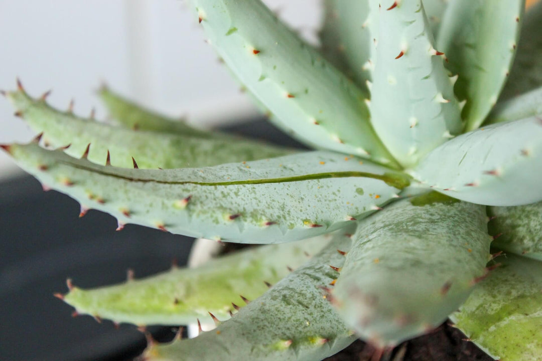 Aloe Vera entdecken: Dein Allrounder für Gesundheit und Schönheit